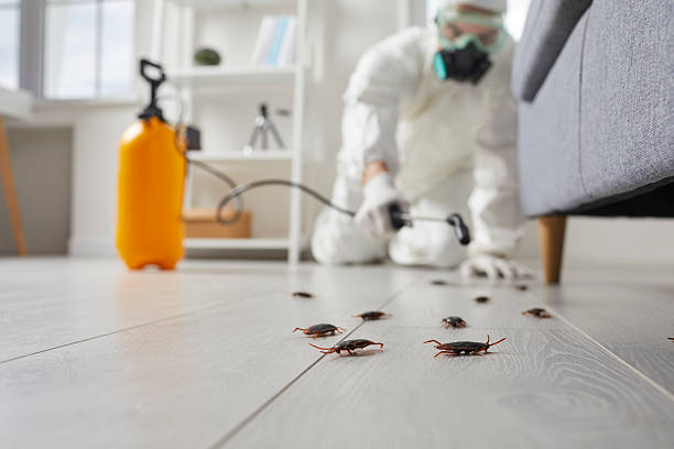 Commercial Kitchen Cockroach Control in Villas